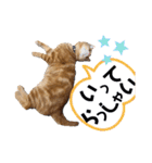 元保護猫のぬぅとじゃじゃ丸（個別スタンプ：18）