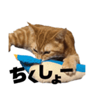 元保護猫のぬぅとじゃじゃ丸（個別スタンプ：19）