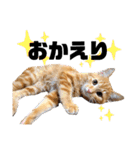 元保護猫のぬぅとじゃじゃ丸（個別スタンプ：20）