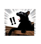 元保護猫のぬぅとじゃじゃ丸（個別スタンプ：23）