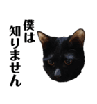 元保護猫のぬぅとじゃじゃ丸（個別スタンプ：25）