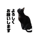 元保護猫のぬぅとじゃじゃ丸（個別スタンプ：26）