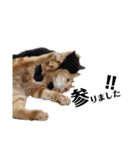 元保護猫のぬぅとじゃじゃ丸（個別スタンプ：28）