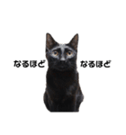 元保護猫のぬぅとじゃじゃ丸（個別スタンプ：30）