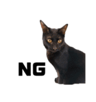 元保護猫のぬぅとじゃじゃ丸（個別スタンプ：31）