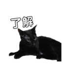 元保護猫のぬぅとじゃじゃ丸（個別スタンプ：32）