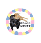 元保護猫のぬぅとじゃじゃ丸（個別スタンプ：33）
