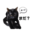 元保護猫のぬぅとじゃじゃ丸（個別スタンプ：35）