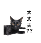 元保護猫のぬぅとじゃじゃ丸（個別スタンプ：36）