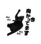 元保護猫のぬぅとじゃじゃ丸（個別スタンプ：37）