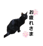 元保護猫のぬぅとじゃじゃ丸（個別スタンプ：38）