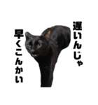 元保護猫のぬぅとじゃじゃ丸（個別スタンプ：39）
