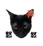 元保護猫のぬぅとじゃじゃ丸（個別スタンプ：40）