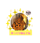 モコメモリー（個別スタンプ：8）