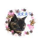 モコメモリー（個別スタンプ：10）