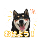 黒柴 小豆（あずき）のスタンプ（個別スタンプ：1）