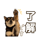 黒柴 小豆（あずき）のスタンプ（個別スタンプ：4）