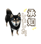 黒柴 小豆（あずき）のスタンプ（個別スタンプ：5）