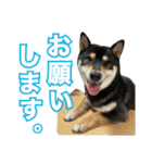 黒柴 小豆（あずき）のスタンプ（個別スタンプ：10）