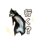 黒柴 小豆（あずき）のスタンプ（個別スタンプ：15）