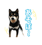 黒柴 小豆（あずき）のスタンプ（個別スタンプ：17）