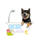 黒柴 小豆（あずき）のスタンプ（個別スタンプ：29）