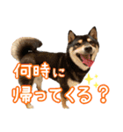 黒柴 小豆（あずき）のスタンプ（個別スタンプ：30）