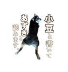 黒柴 小豆（あずき）のスタンプ（個別スタンプ：32）