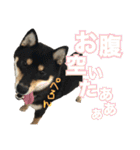 黒柴 小豆（あずき）のスタンプ（個別スタンプ：33）