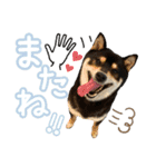 黒柴 小豆（あずき）のスタンプ（個別スタンプ：35）