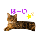 我が家のおっとりスコちゃん（個別スタンプ：1）