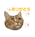 我が家のおっとりスコちゃん（個別スタンプ：2）
