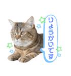 我が家のおっとりスコちゃん（個別スタンプ：3）