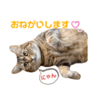我が家のおっとりスコちゃん（個別スタンプ：4）
