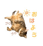 我が家のおっとりスコちゃん（個別スタンプ：5）
