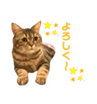 我が家のおっとりスコちゃん（個別スタンプ：9）
