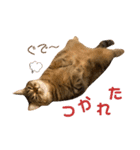 我が家のおっとりスコちゃん（個別スタンプ：10）