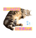 我が家のおっとりスコちゃん（個別スタンプ：11）