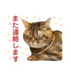 我が家のおっとりスコちゃん（個別スタンプ：13）