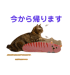 我が家のおっとりスコちゃん（個別スタンプ：14）