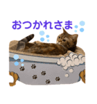 我が家のおっとりスコちゃん（個別スタンプ：15）