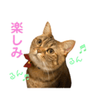 我が家のおっとりスコちゃん（個別スタンプ：16）