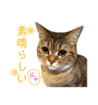 我が家のおっとりスコちゃん（個別スタンプ：17）