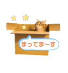 我が家のおっとりスコちゃん（個別スタンプ：18）
