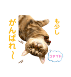 我が家のおっとりスコちゃん（個別スタンプ：20）