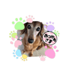 犬のクッキーちゃん♀（個別スタンプ：1）