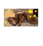 犬のクッキーちゃん♀（個別スタンプ：2）