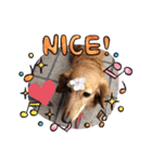 犬のクッキーちゃん♀（個別スタンプ：4）