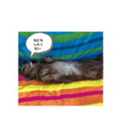 犬のクッキーちゃん♀（個別スタンプ：5）