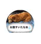 犬のクッキーちゃん♀（個別スタンプ：6）